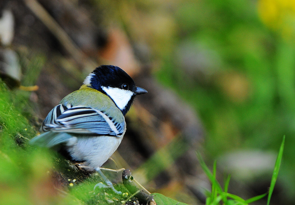 DSC_0662.jpg