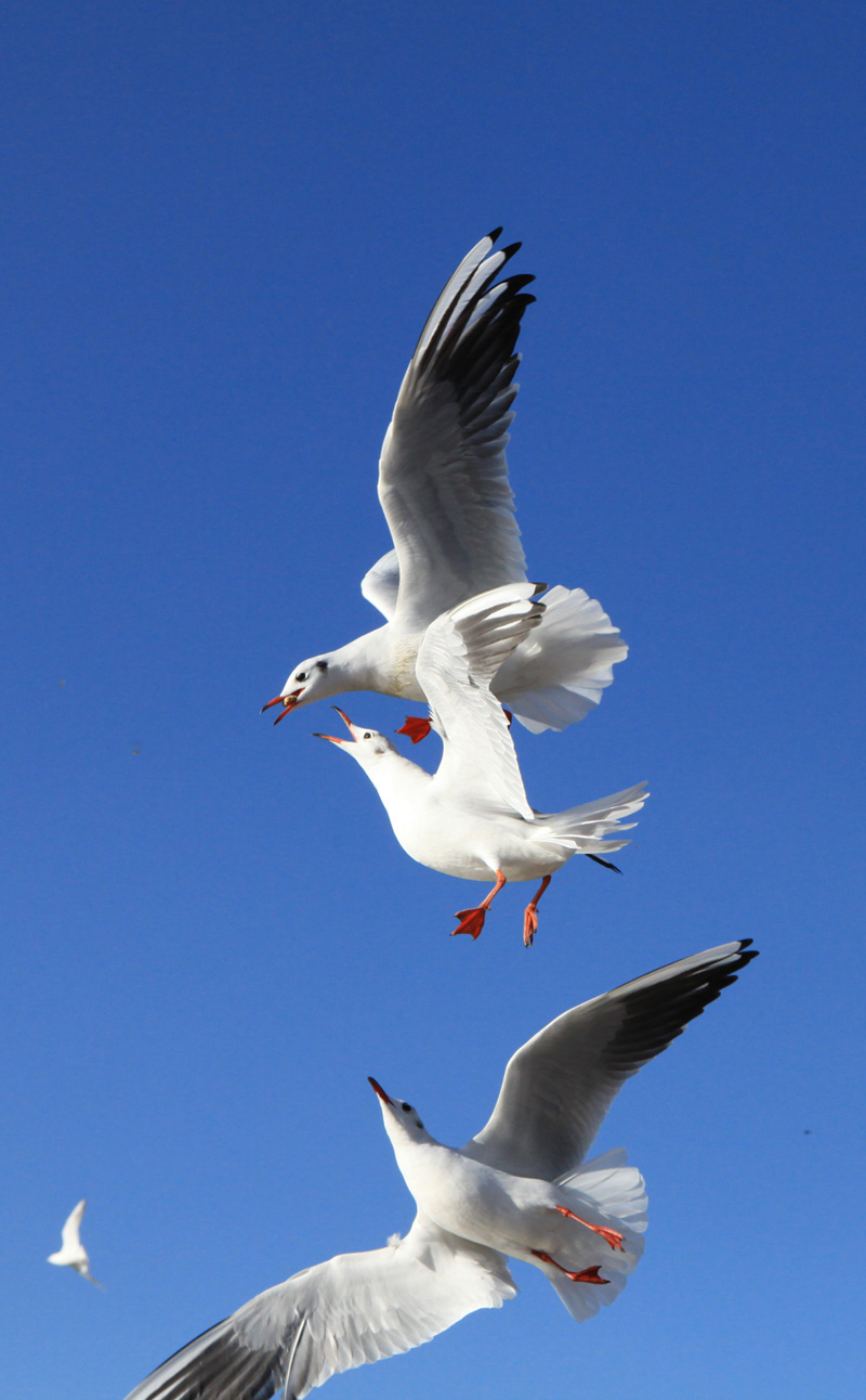 ���ϵ��700 (99)...jpg