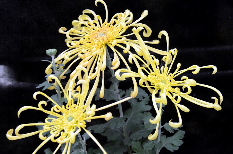 ��������