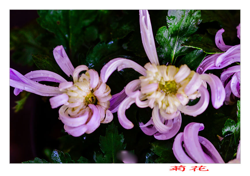 2013��10��13�վջ���Ƭ 10133.jpg