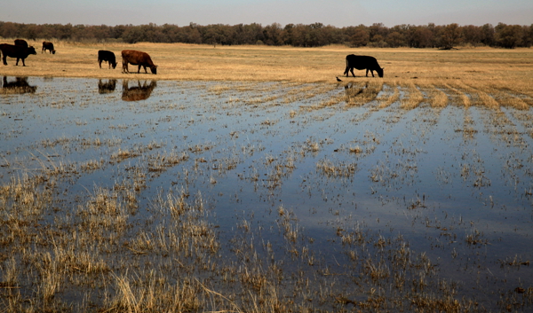 Ī������ɫ