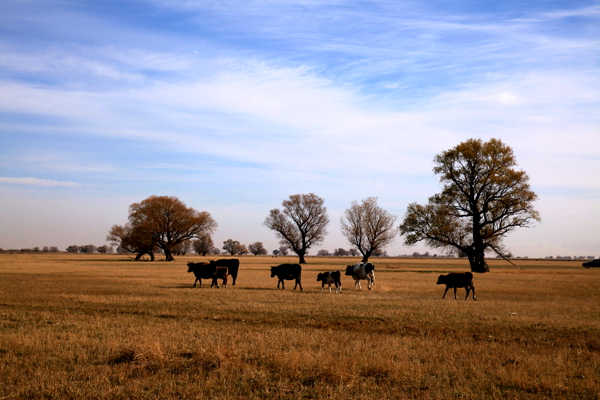 Ī��������ɫ