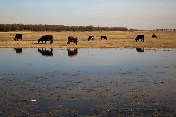 Ī��������ɫ