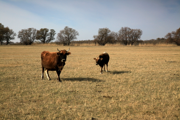 Ī��������ɫ