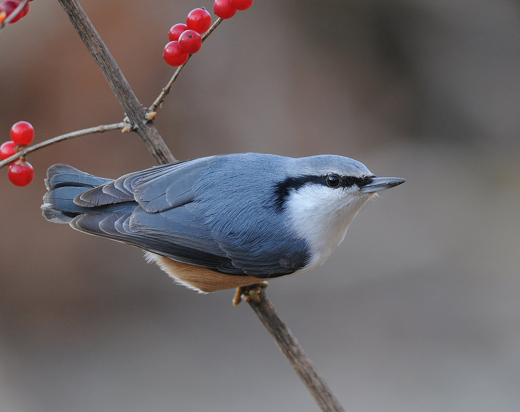 DSC_0013.jpg