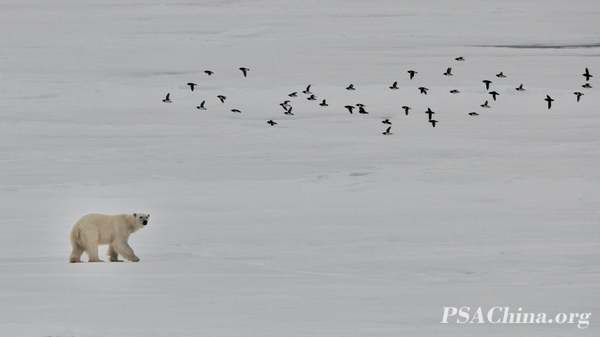 01.������PSA����Ʒ�������С�Walk alone.jpg