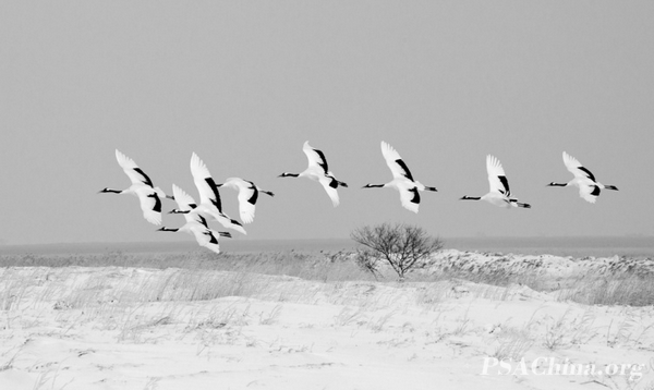 07.¦������Ʒ����ѩ�ص����ס�Cranes Flying.jpg