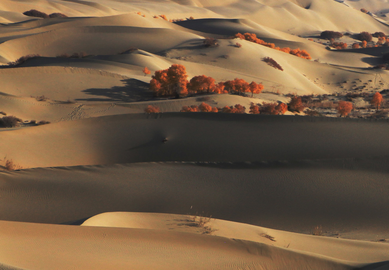 1��ɳĮ����