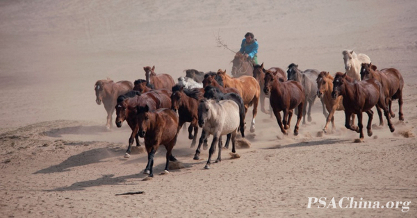 08.¦������Ʒ����������2��Herdsman 2.jpg