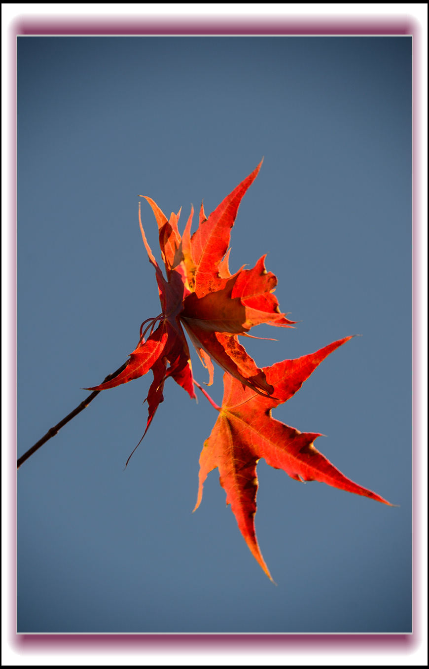 2013��10��10��ë��ɽ��Ҷ��Ƭ 1096.jpg