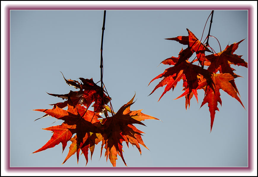 2013��10��10��ë��ɽ��Ҷ��Ƭ 11093.jpg