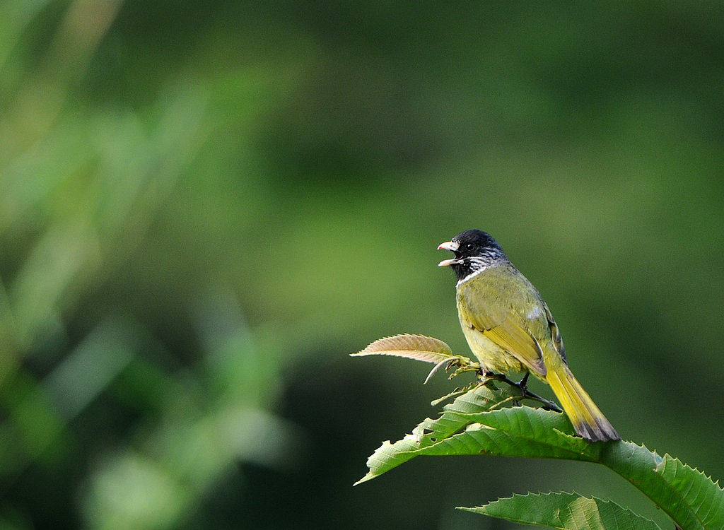 DSC_0462.jpg