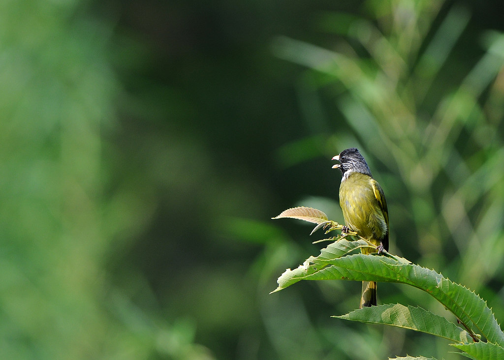 DSC_0445.jpg