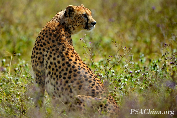 11.��������Ʒ����������Looking back.jpg