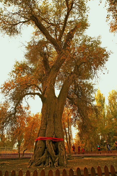 13102912 IMG_1259����.jpg