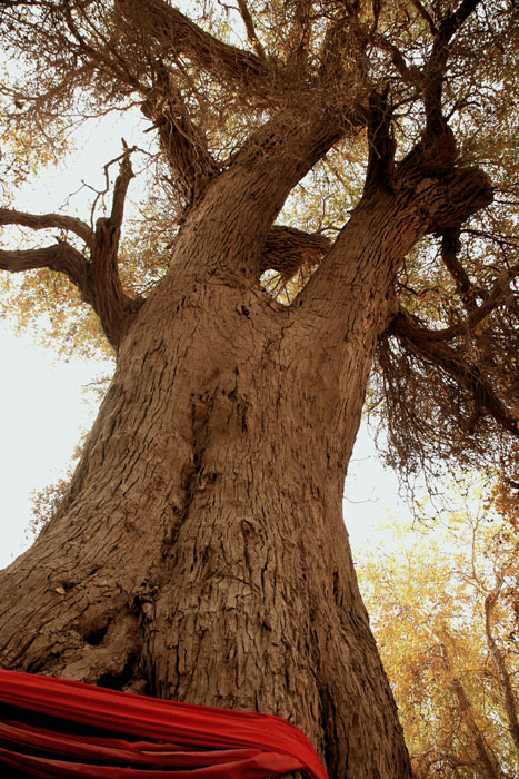 13102913 IMG_1275����.jpg