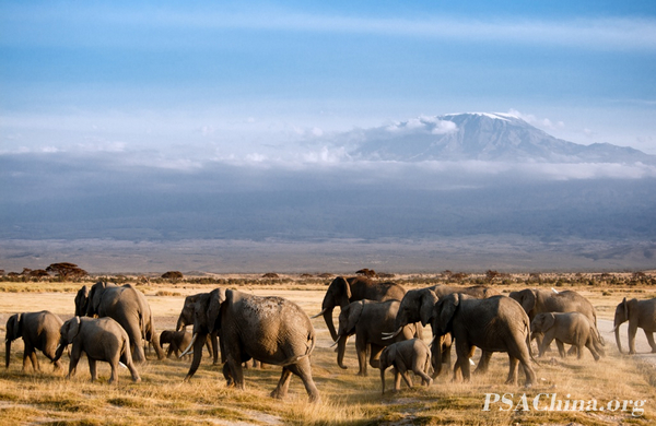 05.¦������Ʒ��������������ɽ�����Kilimanjaro with elephants.jpg