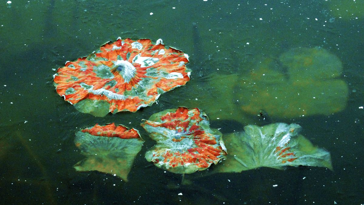 ˪��к� ������ (2).jpg