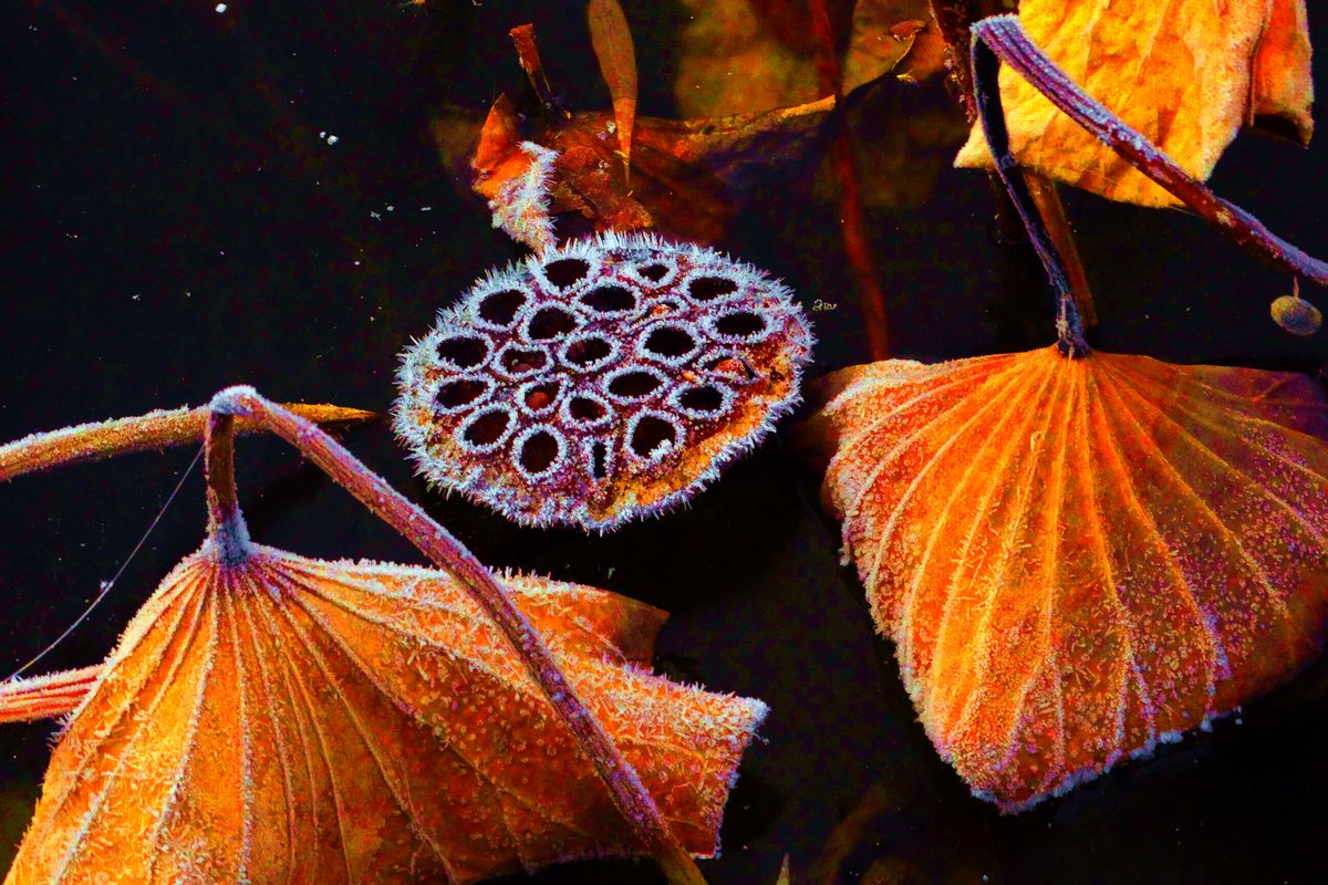 ˪��к� ������ (8).jpg