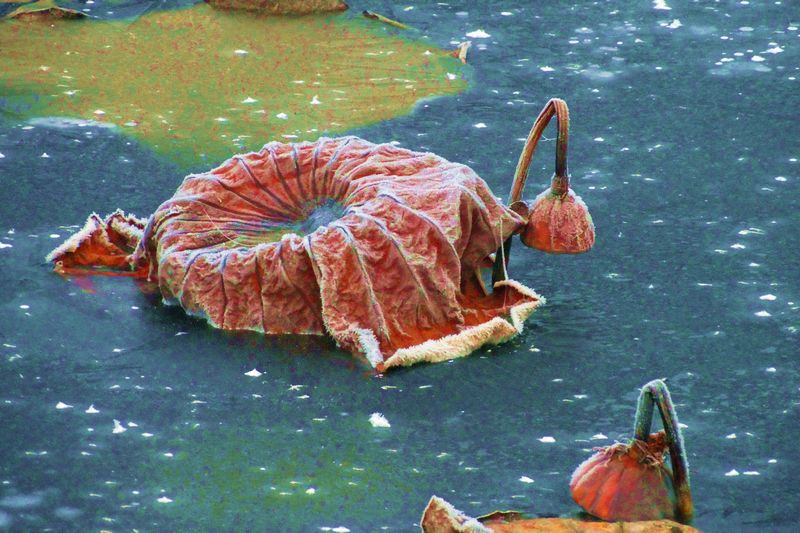 ˪��к� ������ (10).jpg