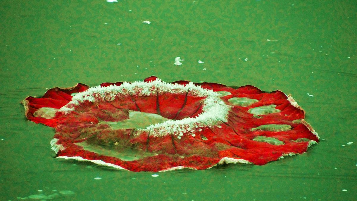 ˪��к� ������ (4).jpg