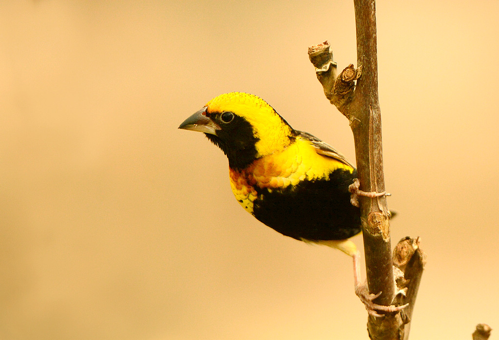 DSC_2775.jpg