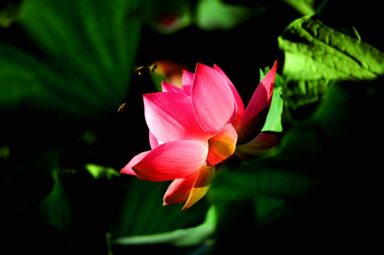 ��ӹ�԰ �����ɻ�