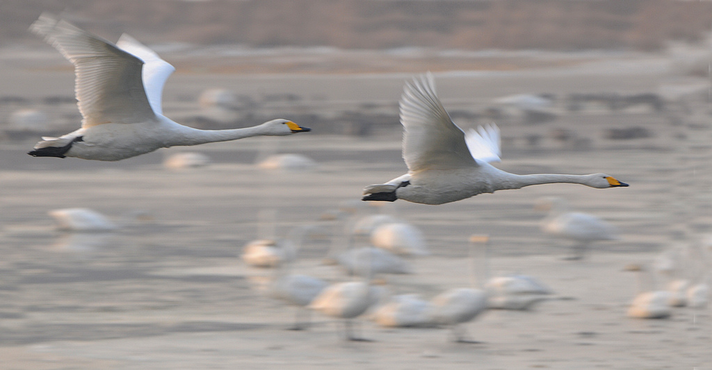 DSC_0978 1.jpg