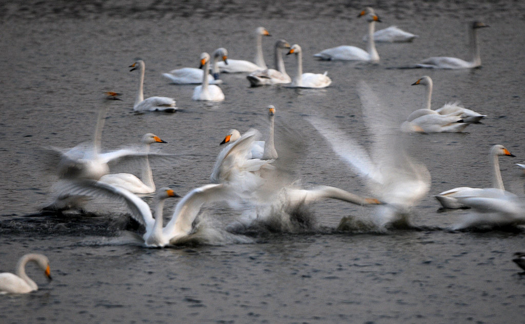 DSC_0648  1.jpg