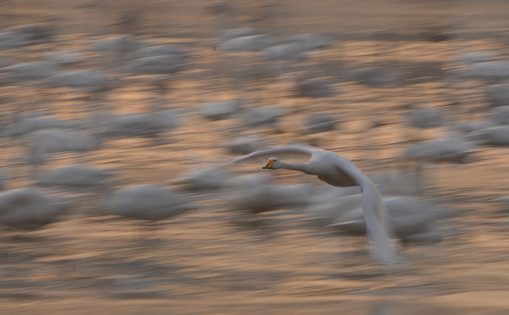 DSC_0226.jpg