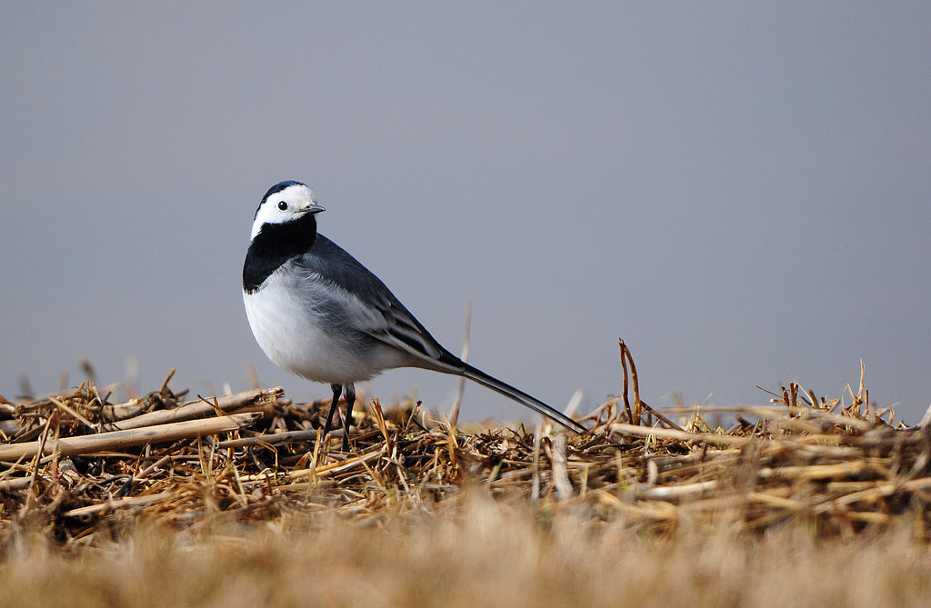DSC_0957.jpg