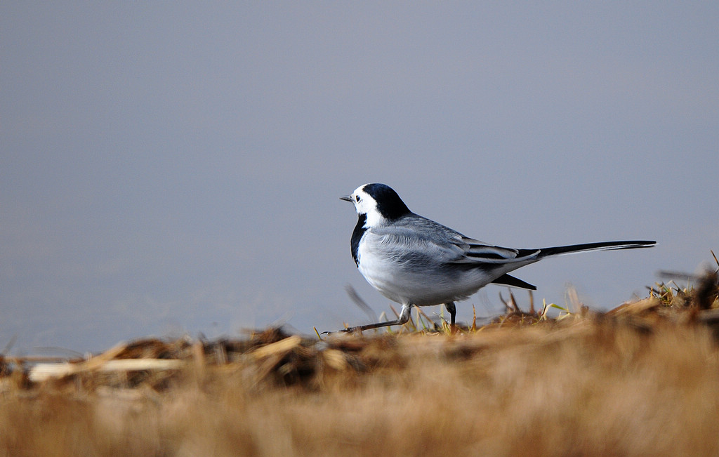 DSC_0980.jpg
