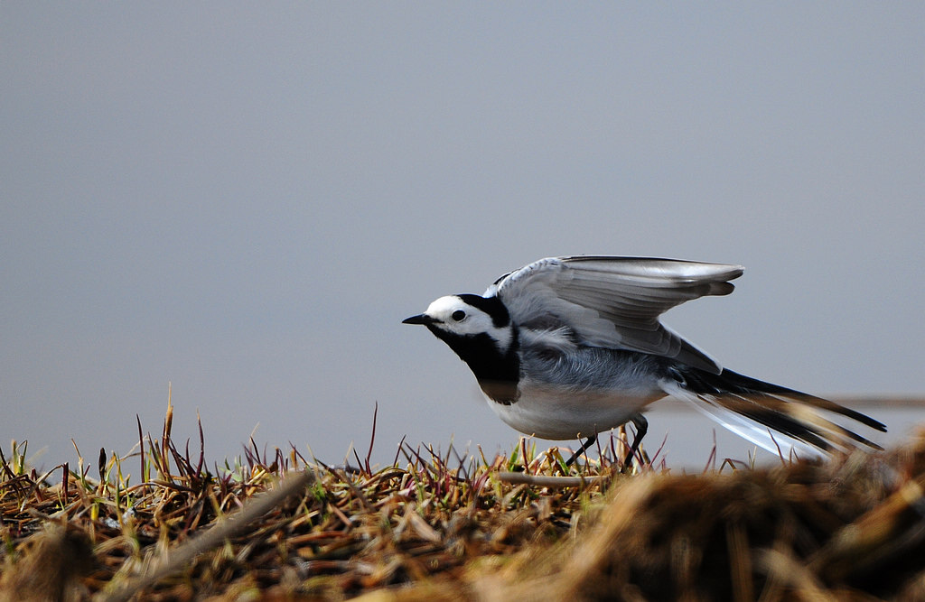 DSC_1007.jpg
