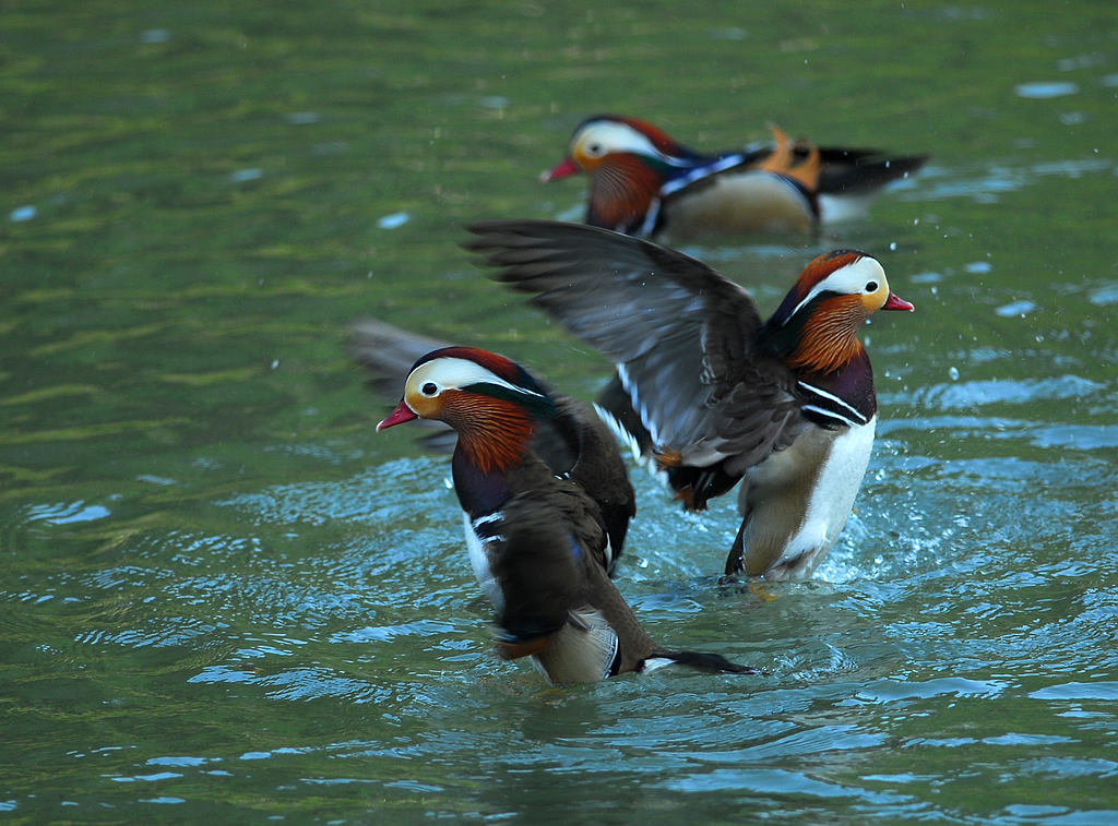 DSC_0227.jpg