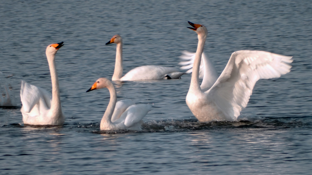 ����ˮ�� (4).JPG