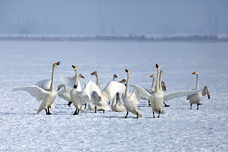 ����ڱ���