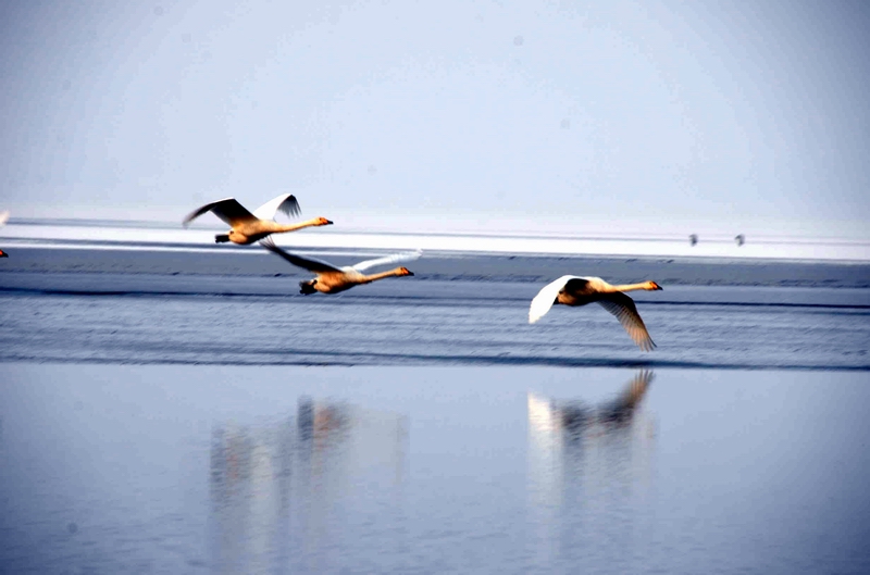 ���    ʯ���ӱ������