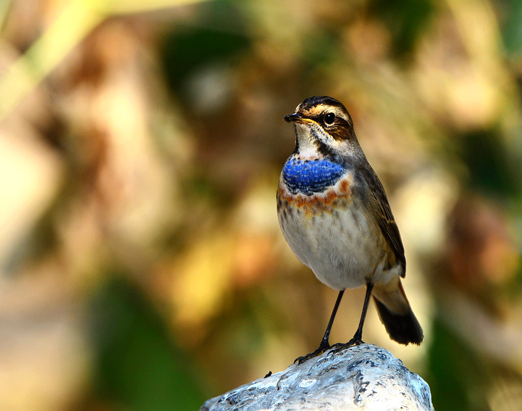 DSC_9136.jpg