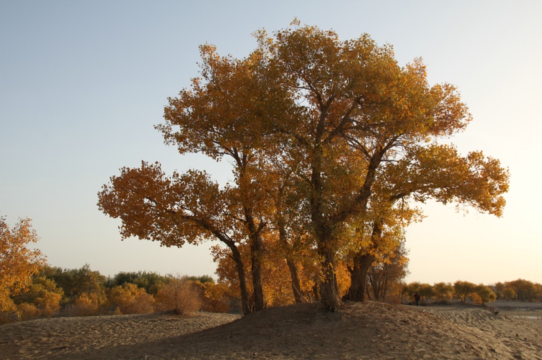 ��ں��������