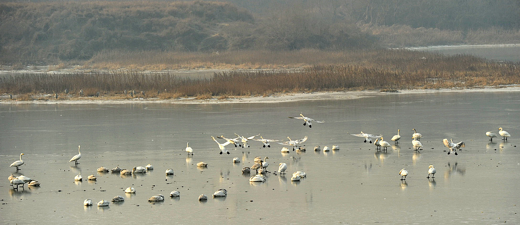 DSC_4442  1.jpg