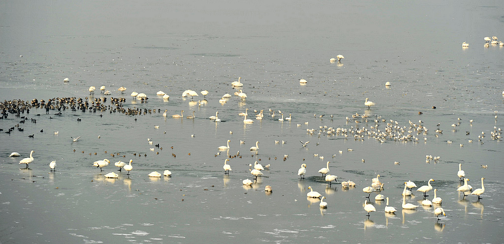 DSC_4480  1.jpg