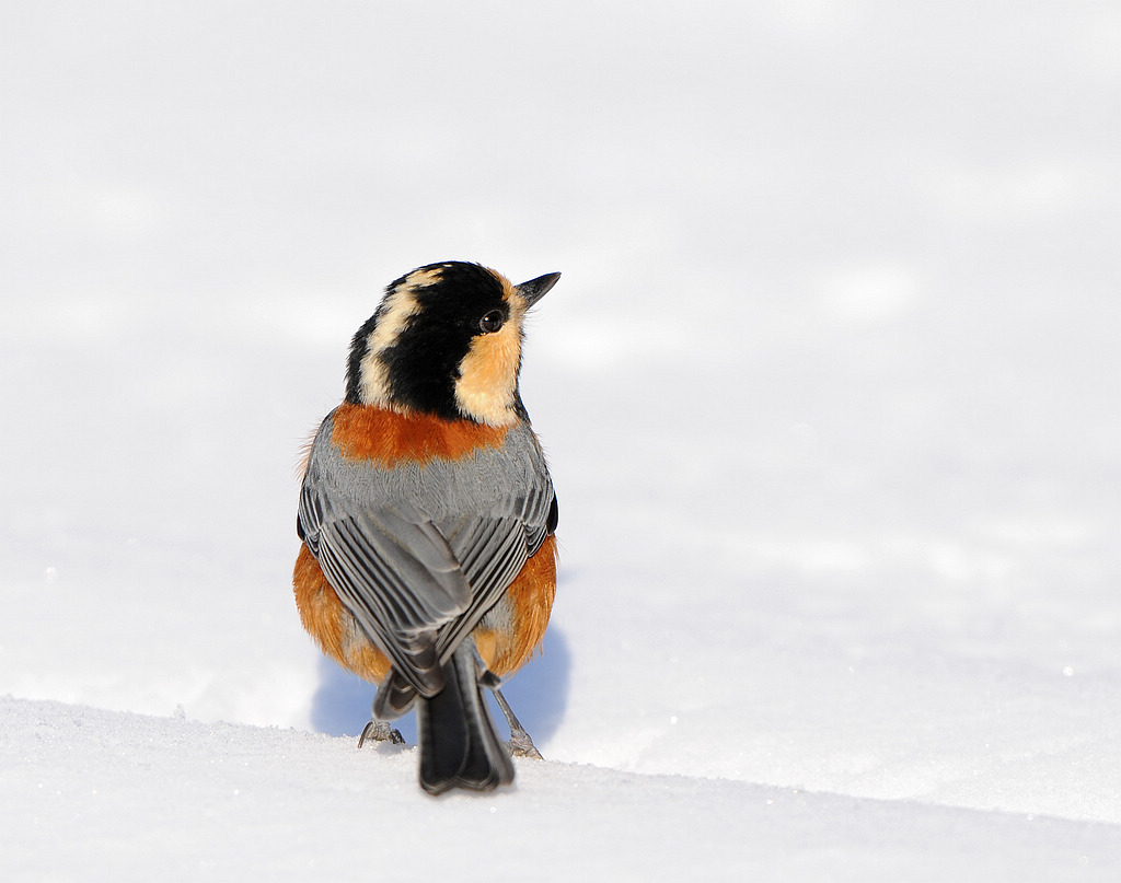 DSC_0316.jpg