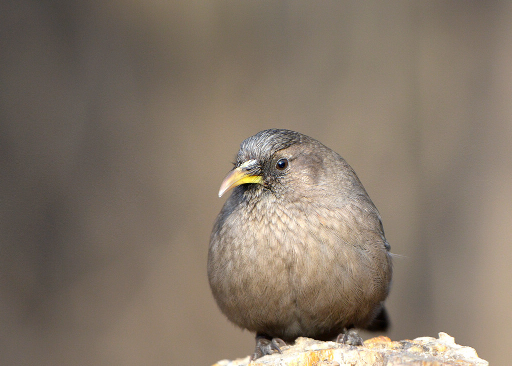 DSC_7884.jpg