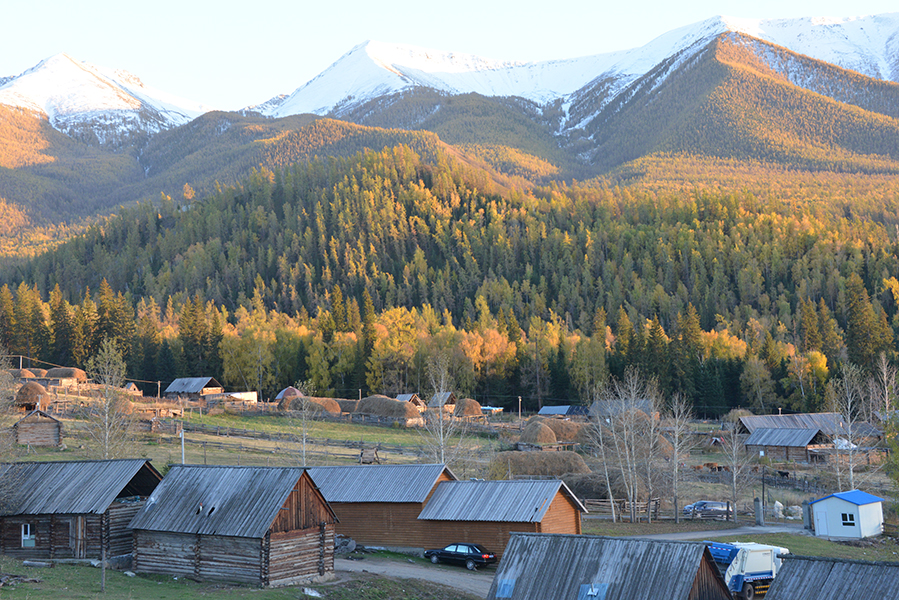 Ϧ���µİ׹���ľ��