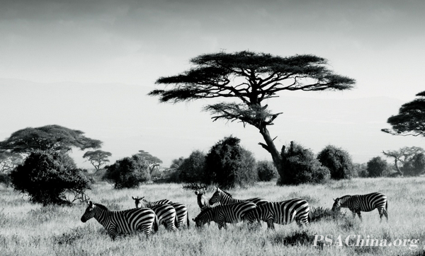 06.¦������Ʒ����ʳ�ݰ�����Group of Zebras.jpg