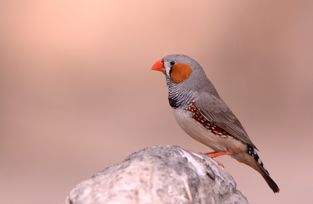 DSC_4753.jpg