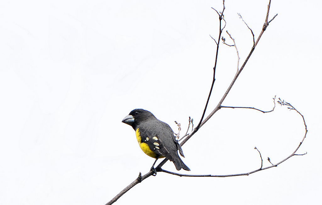 DSC_0954  3.jpg