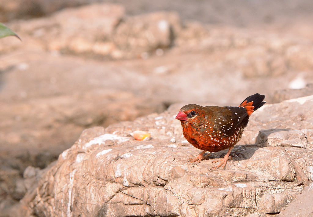 DSC_6163.jpg