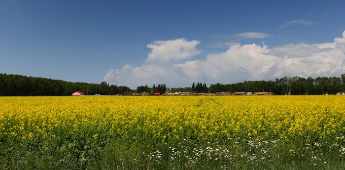 �����Ͳ˻�