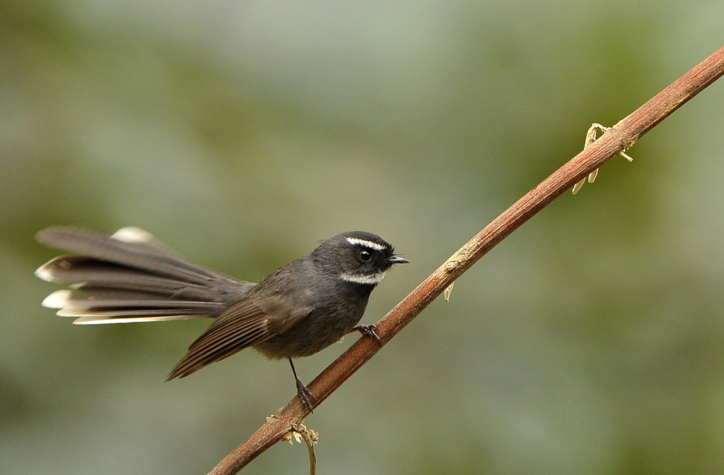 DSC_8930  2.jpg